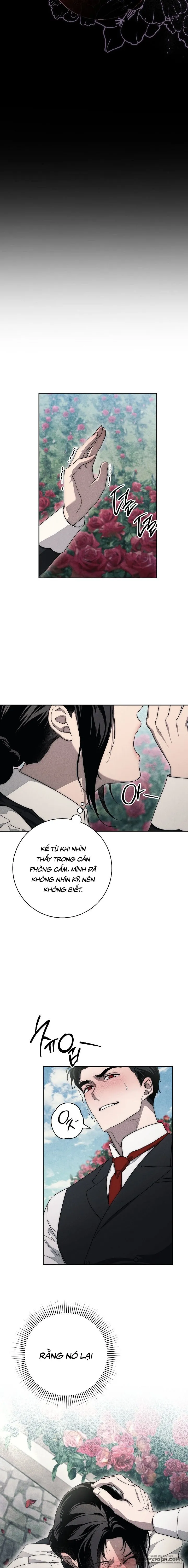 Mộ Thiên Nga Chap 17 - 🔞🔞🔞 - trang 2