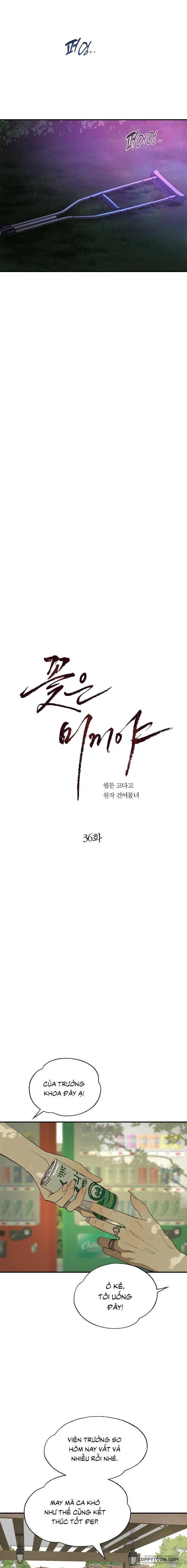 Đóa Hoa Là Mồi Nhử Chap 36 - trang 11